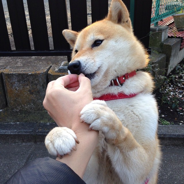 CBA季后赛激战正酣，争霸局势逐渐明朗，cba季后赛争夺