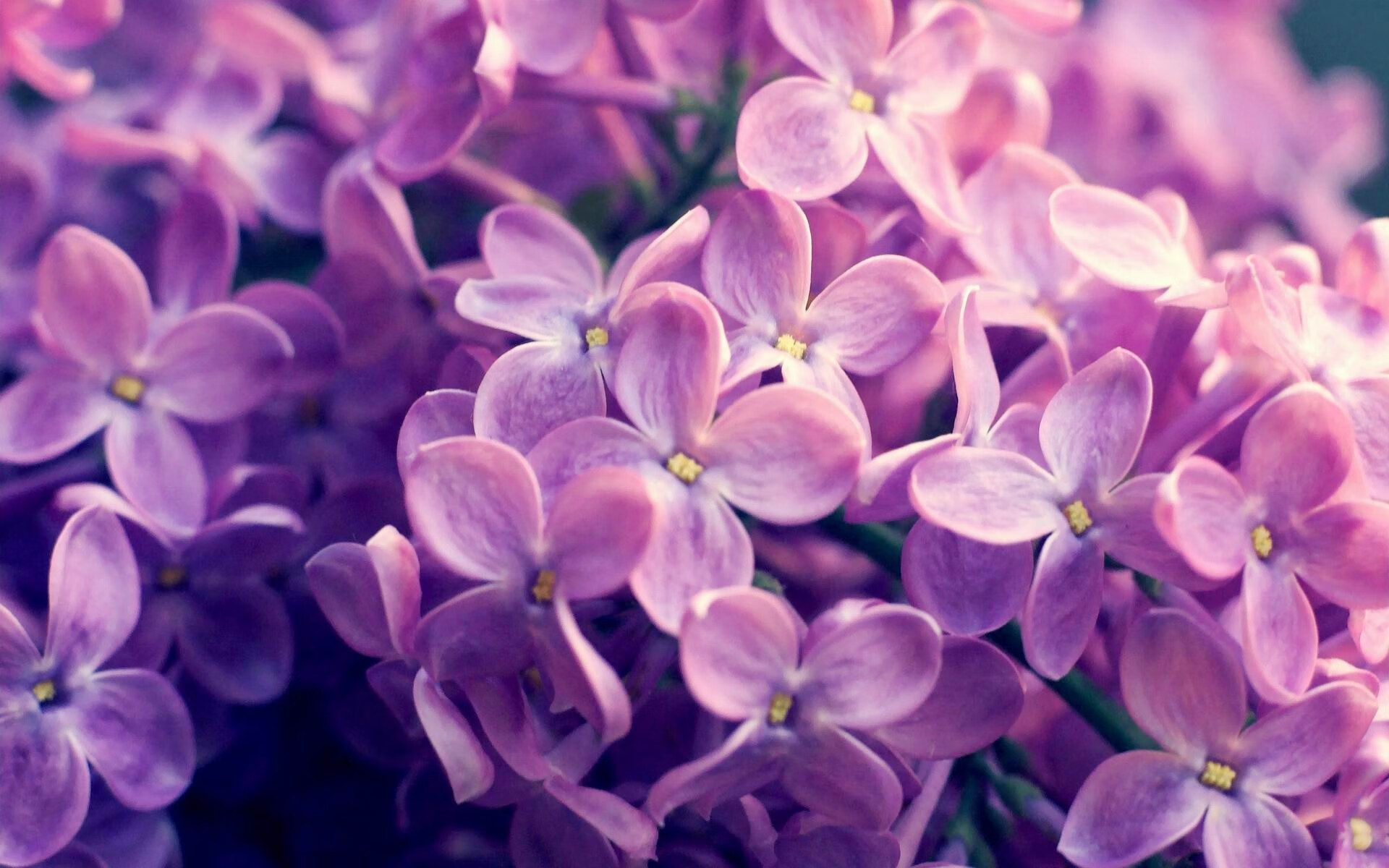 “意甲激烈对抗，球队全力争夺欧冠资格”，意甲参加欧战球队