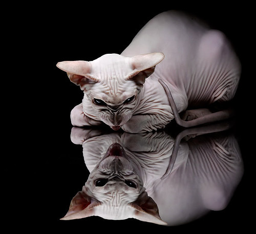 《虚拟主播大会：电竞直播的新风向》，虚拟主播十强