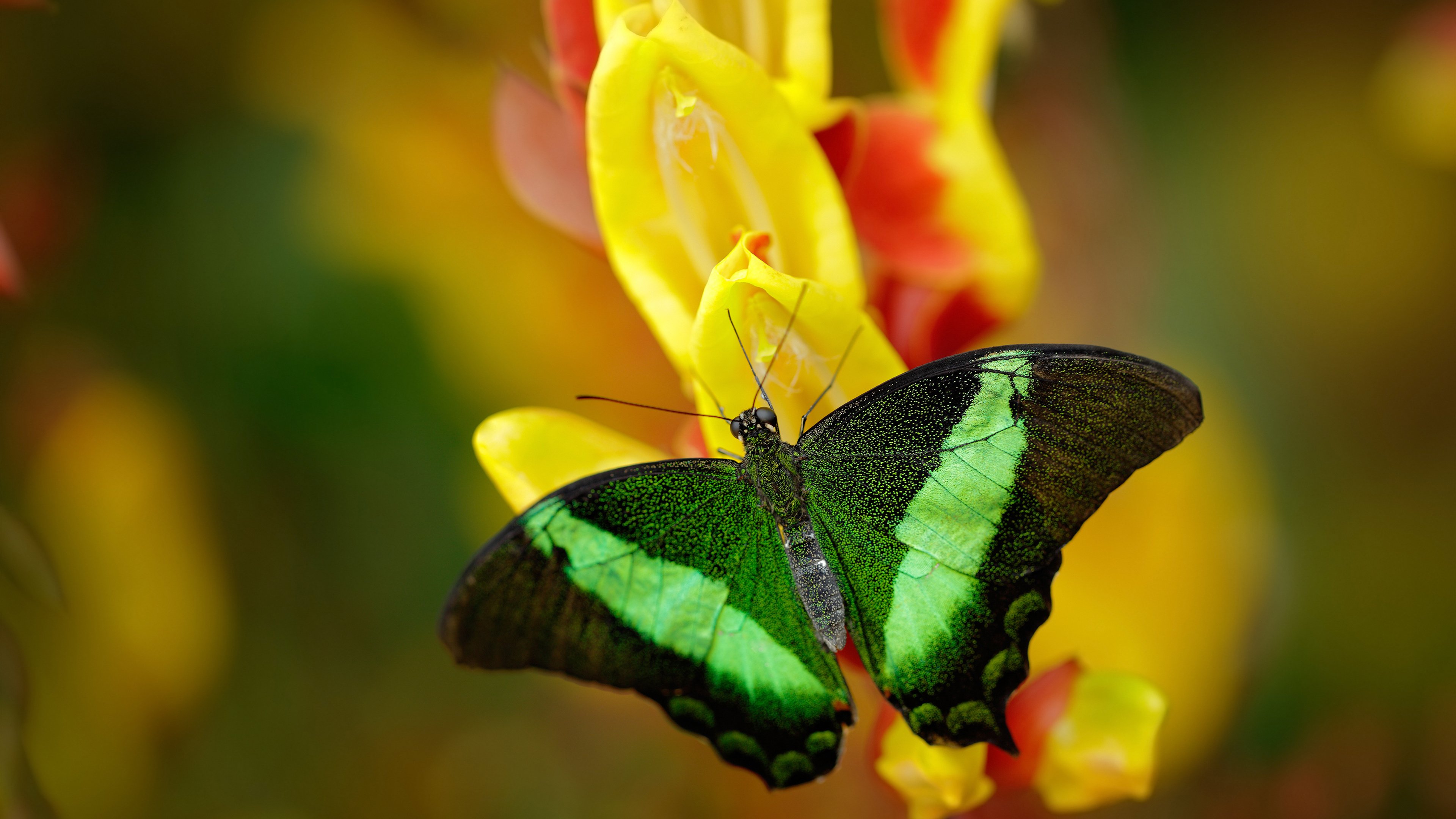 《虚拟偶像造未来：电竞与虚拟明星的跨界合作》，虚拟偶像又叫什么
