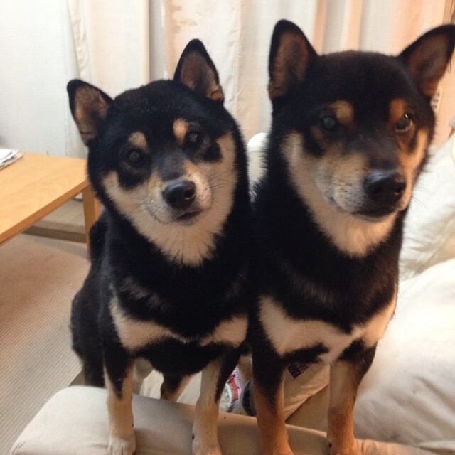 世界障碍赛跑挑战赛，极速越障彰显勇气，障碍跑冠军是谁