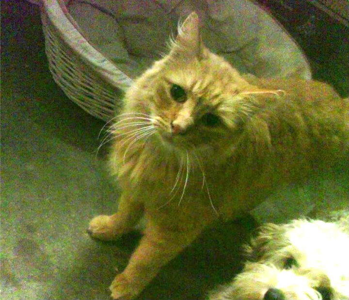 战术风云：教练的战术布置和调整分析，战术教练怎么添加