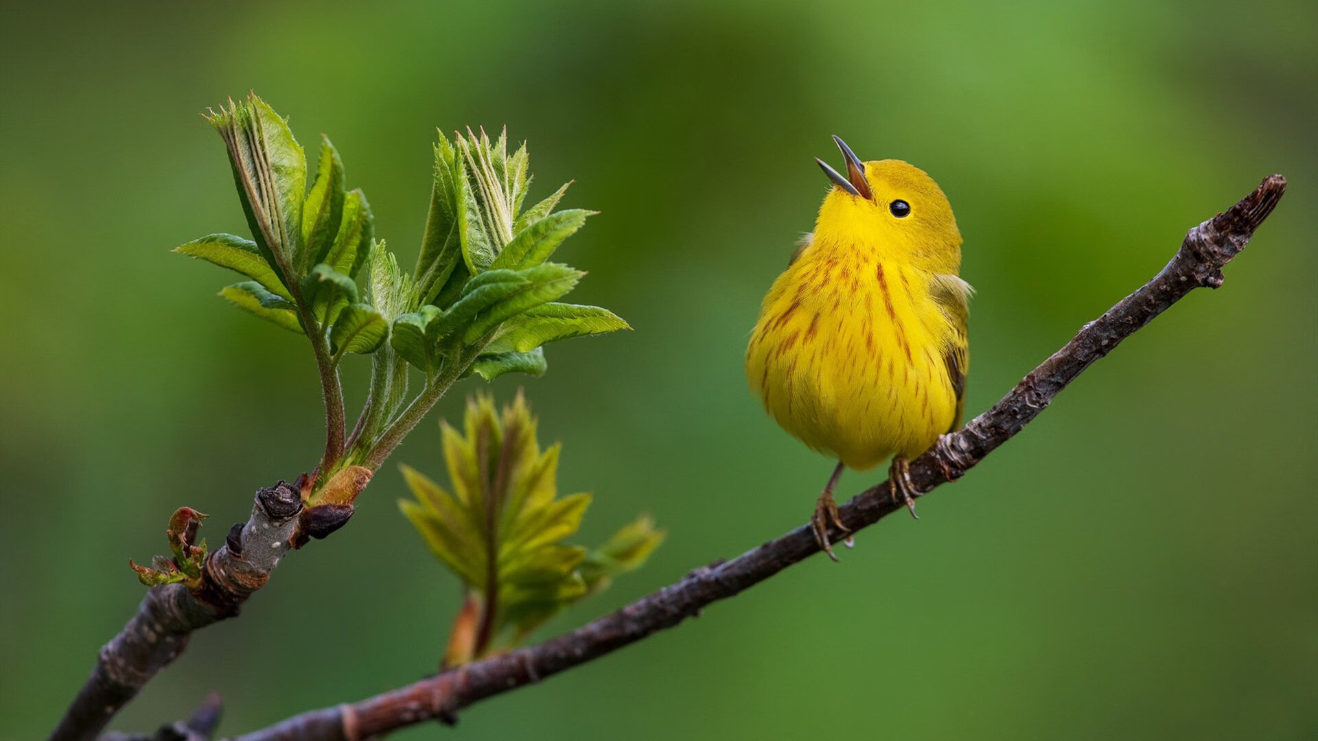 逆境中的“铁血精神”——欧冠最坚韧的防线揭秘，欧冠最精彩