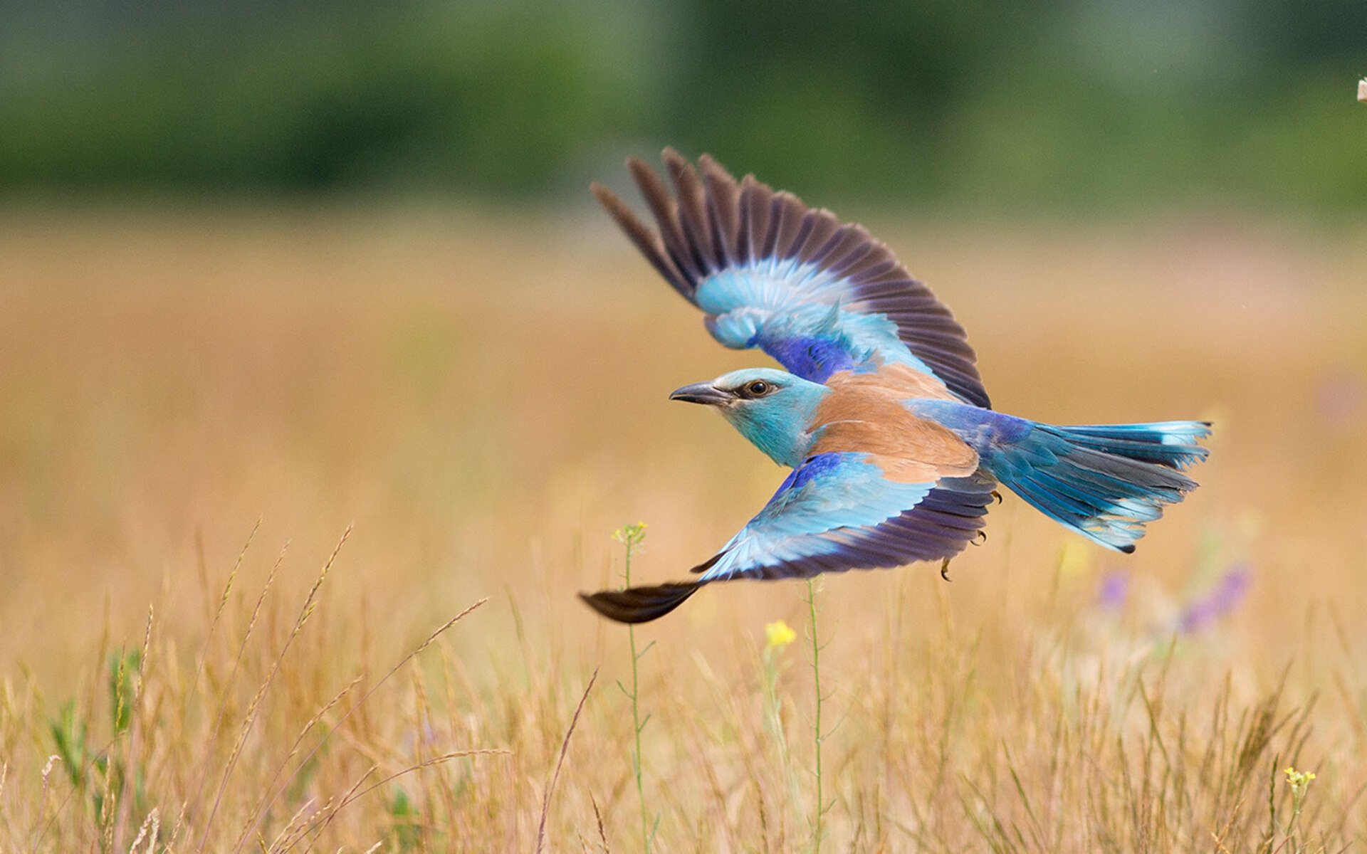 AC米兰客场告捷，一举拿下三分，ac米兰经典比赛
