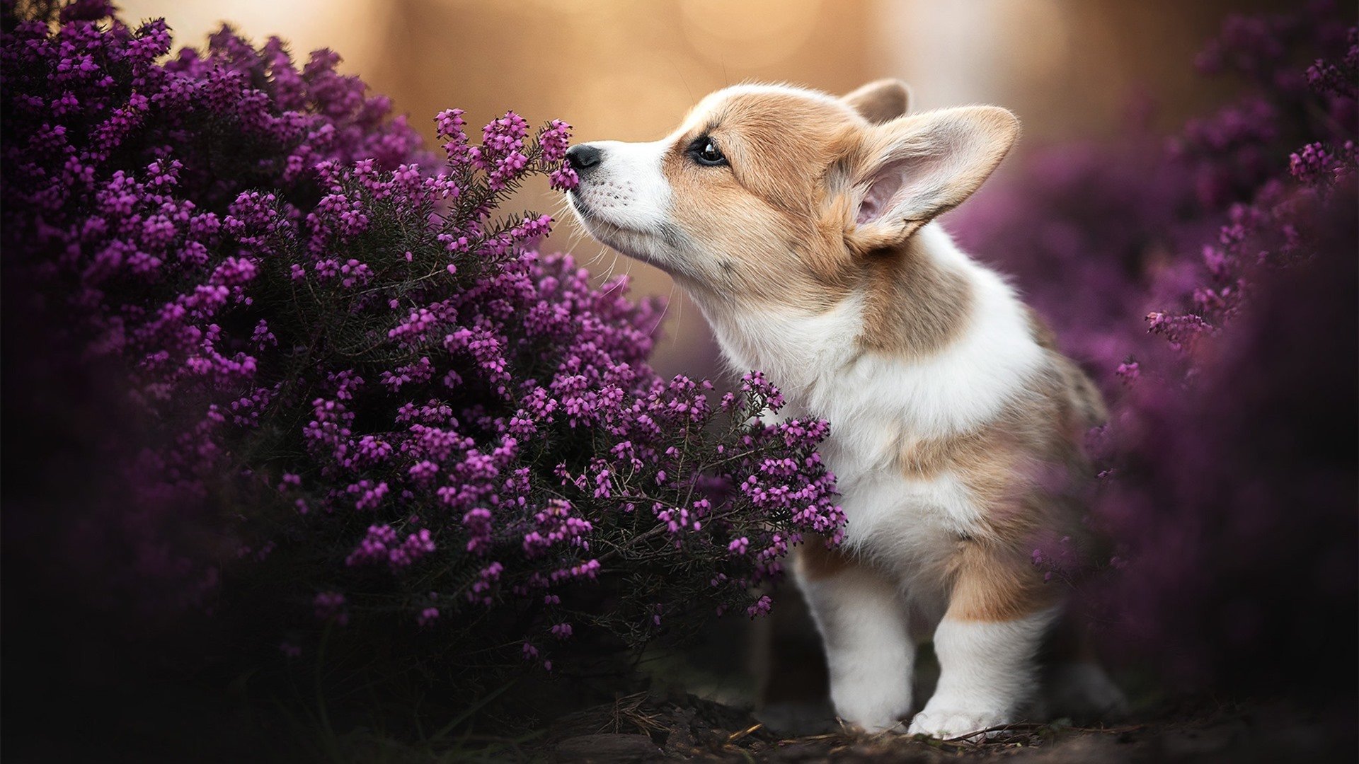 南特是否能通过战术调整避免保级困扰,南特(等)