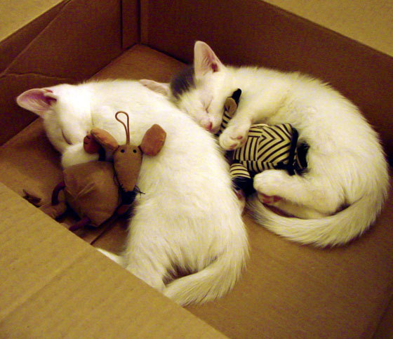 在男子团体四分之一决赛中，伊朗队以3_0击败日本队，创造历史性胜利。