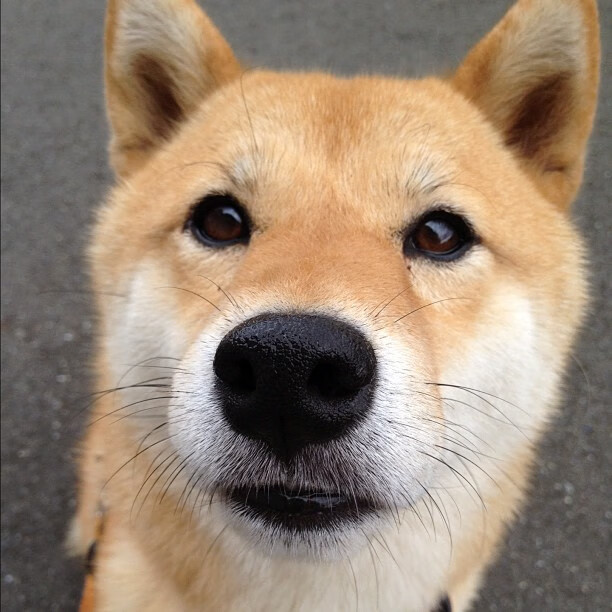 皇家马德里俱乐部签约阿根廷天才球员，引爆转会市场，皇家马德里队排名