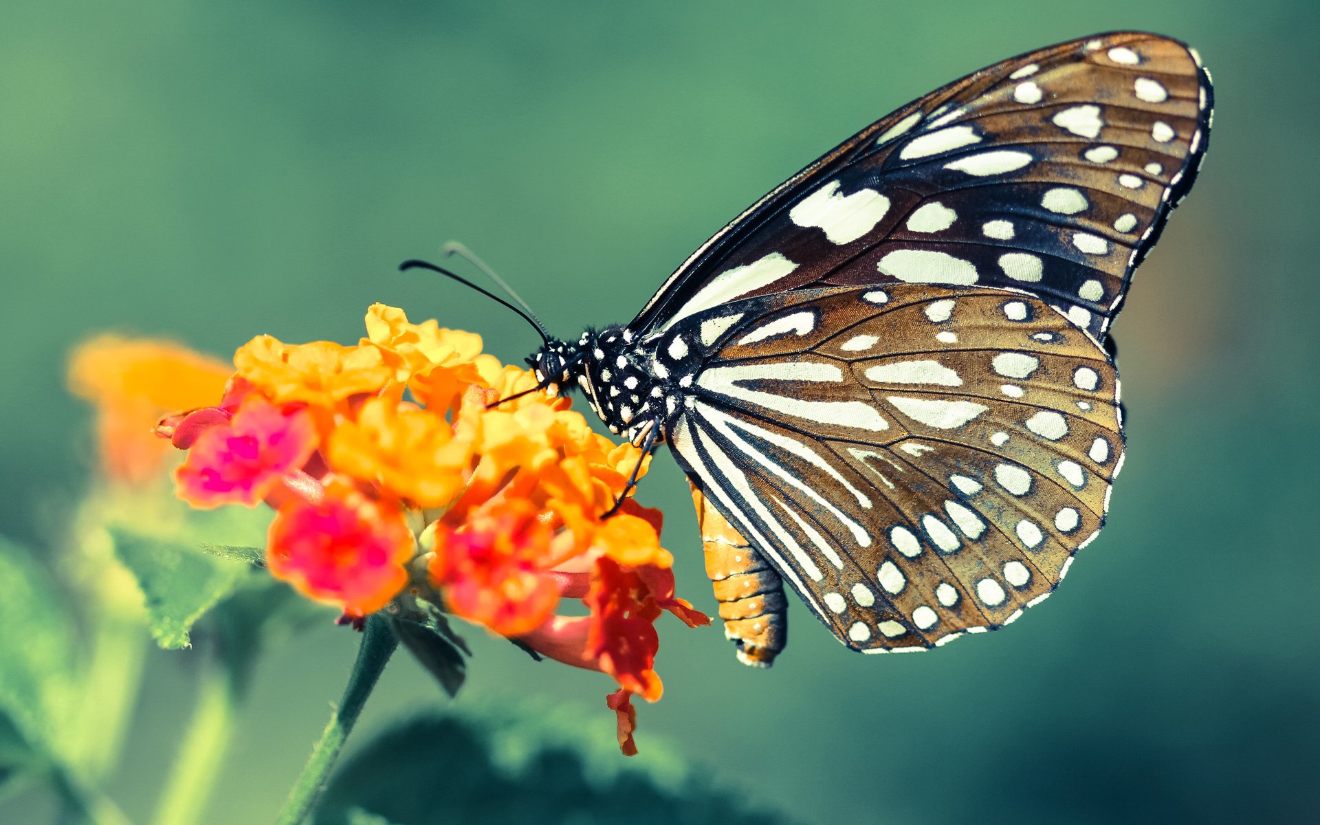 皇家马德里力克死敌,夺得足总杯冠军,皇家马德里老队员