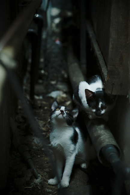 维达德卡萨布兰卡主场迎战阿尔阿赫利，德比战备受关注，大伟卡萨布兰卡