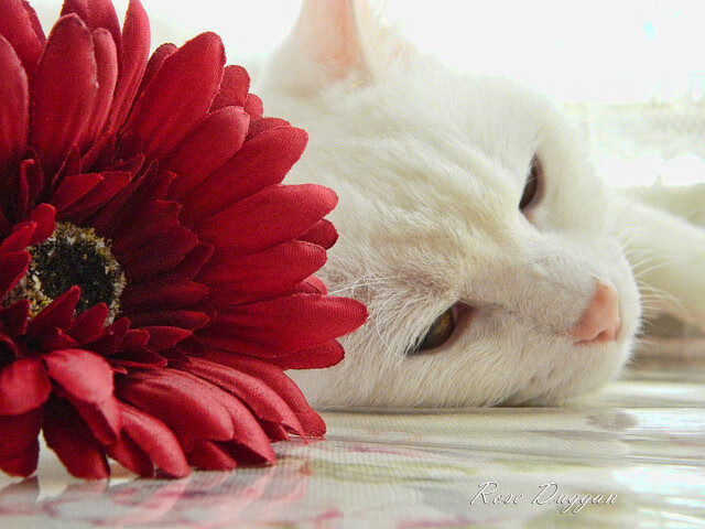 维达德卡萨布兰卡在国际赛事中取得优异成绩,baxter卡萨布兰卡