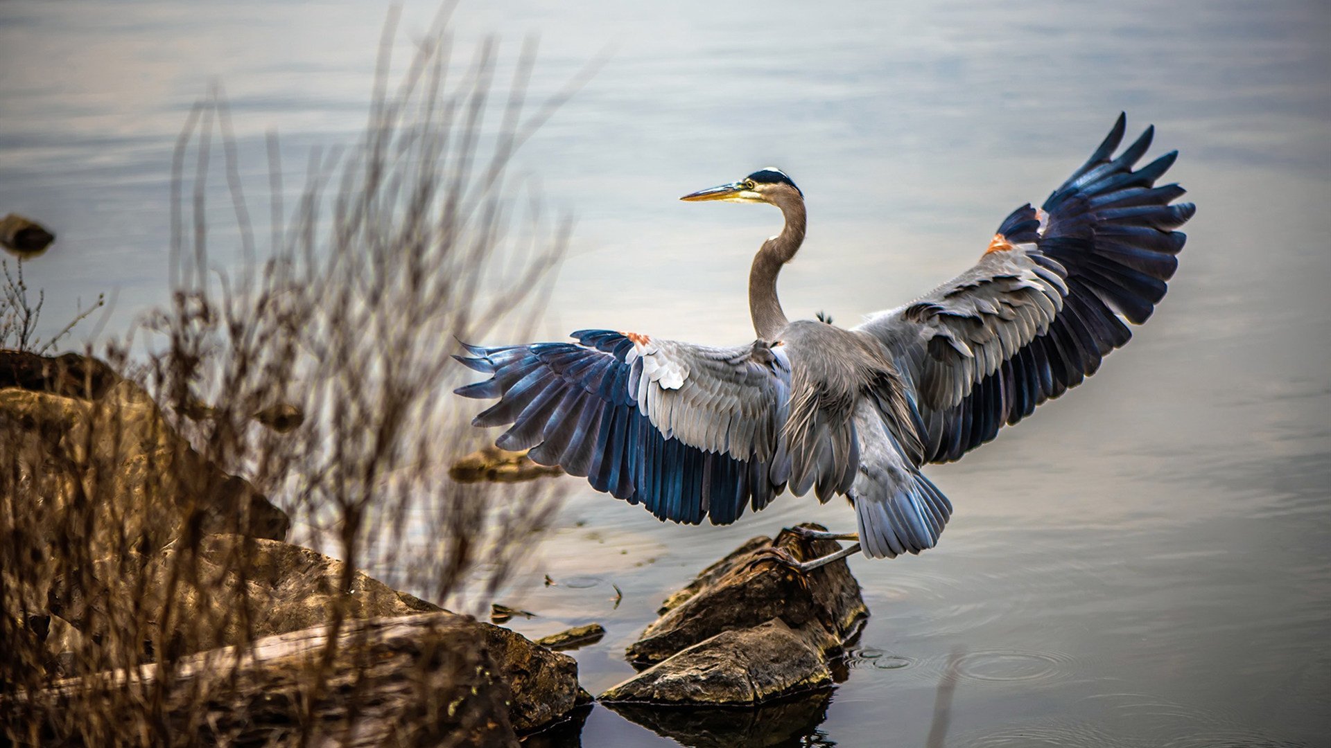 魔术队后卫获得全明星票选资格，成为球队骄傲，魔术队新秀