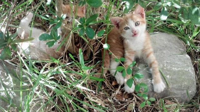 篮球专项体能训练周期设计及训练计划调整研究,篮球体能训练的基本要求