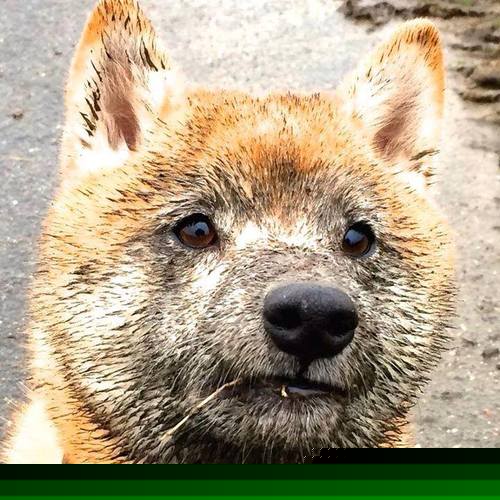 西甲裁判使用AI语义标注提升异地裁判员协调能力，意甲裁判服赞助商