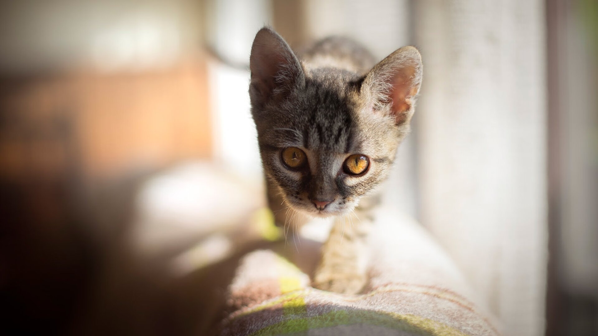 Chinese Taipei团队未来目标：在世界乒坛创造新纪录，台湾乒乓球队