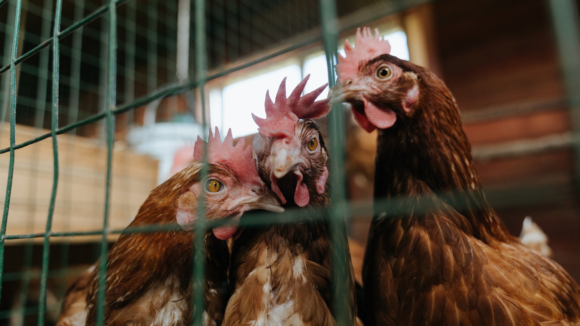 中国三人篮球男队苦战惜败 暴露经验不足,中国三人篮球男队员