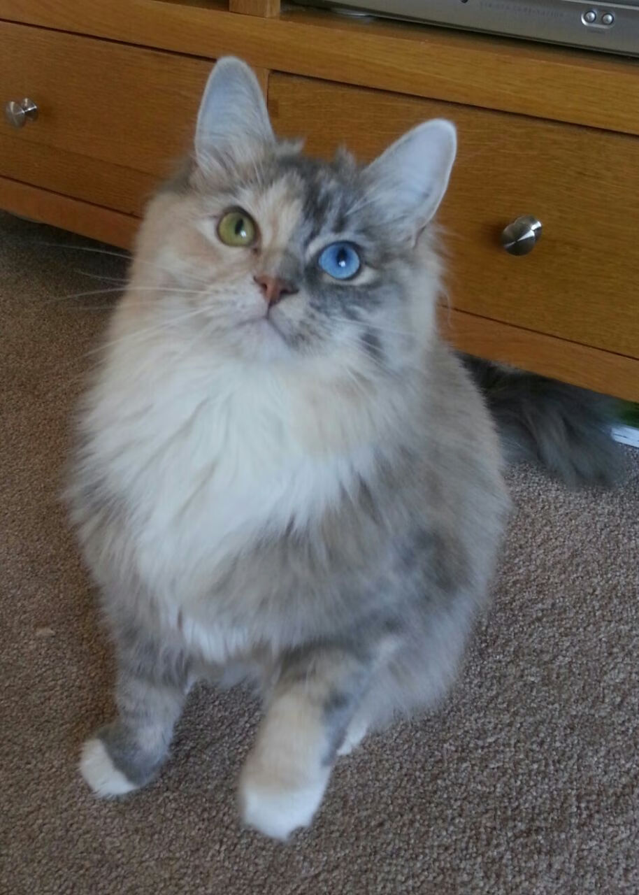 五大联赛下半场进球数变化是否反映体能训练科学性,5大联赛进球榜