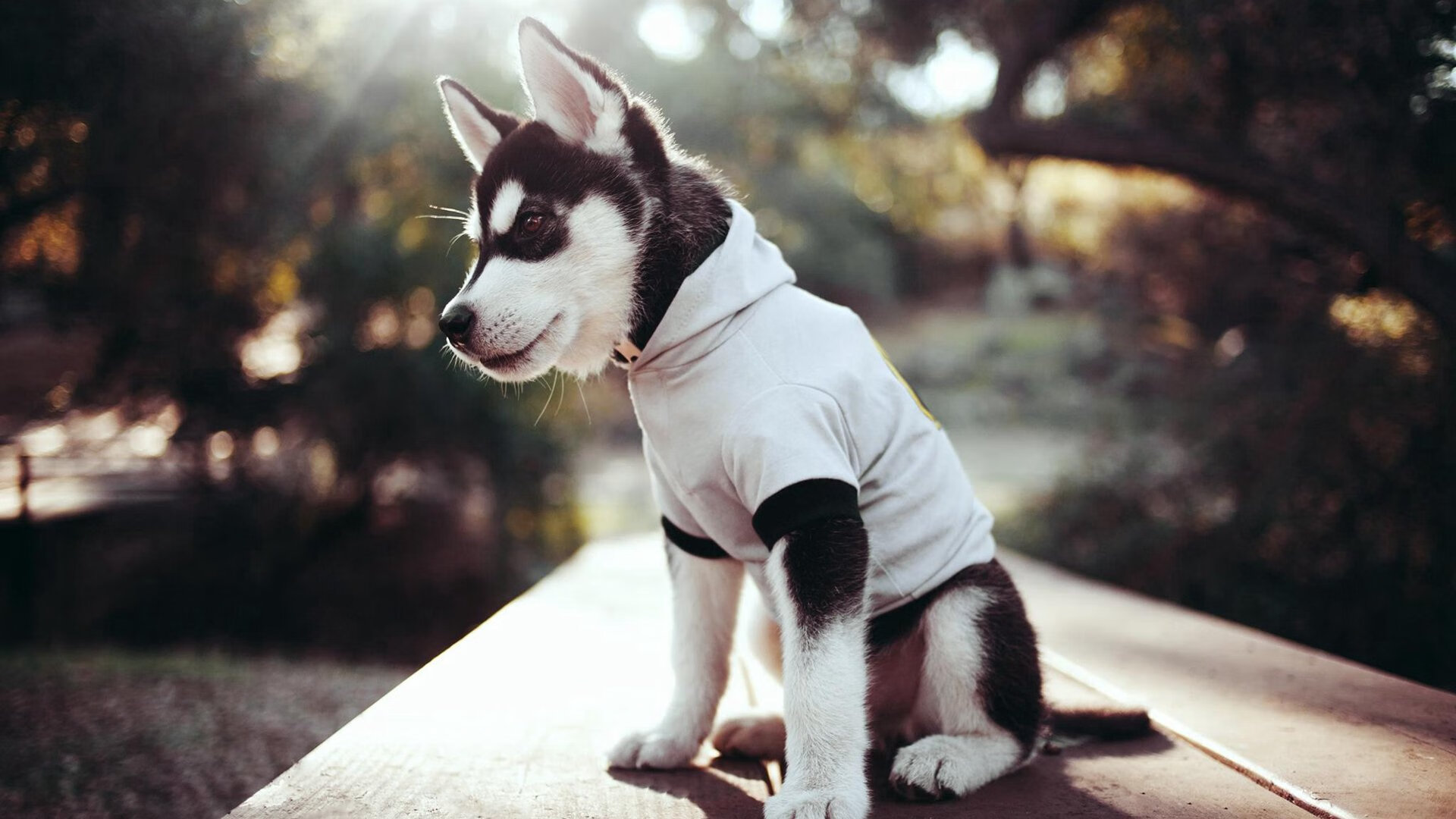 亚冠联赛中国足球迎战 球迷现场气氛热烈，中国球队 亚冠