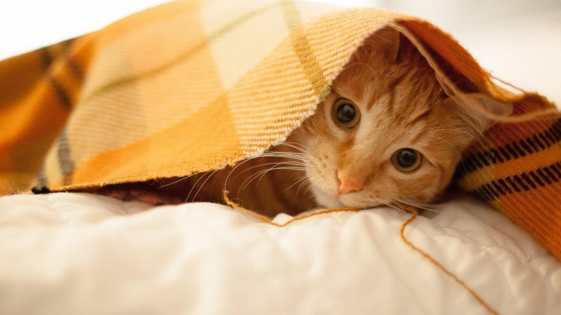 教练组宣布赛后战术调整计划,教练把比赛的规则又详细的说了一遍