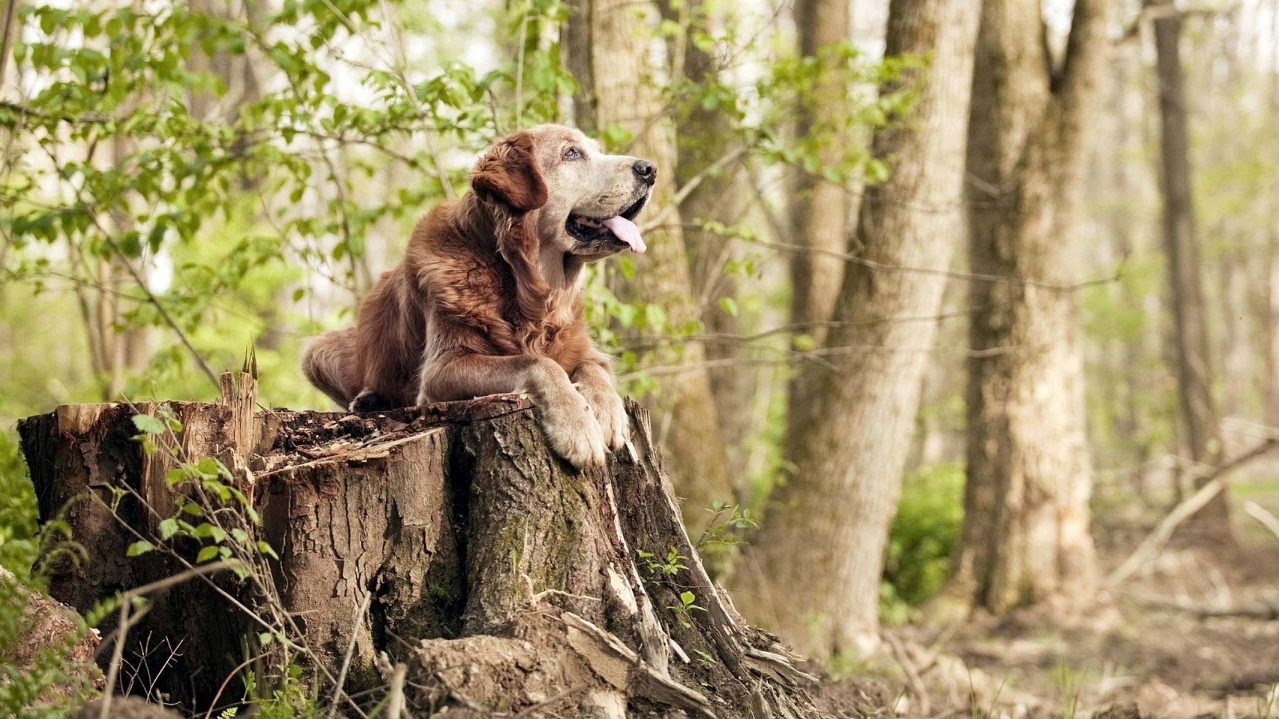 转换防守中节奏调整的优先反应机制,由防守转入进攻时要积极发动快攻
