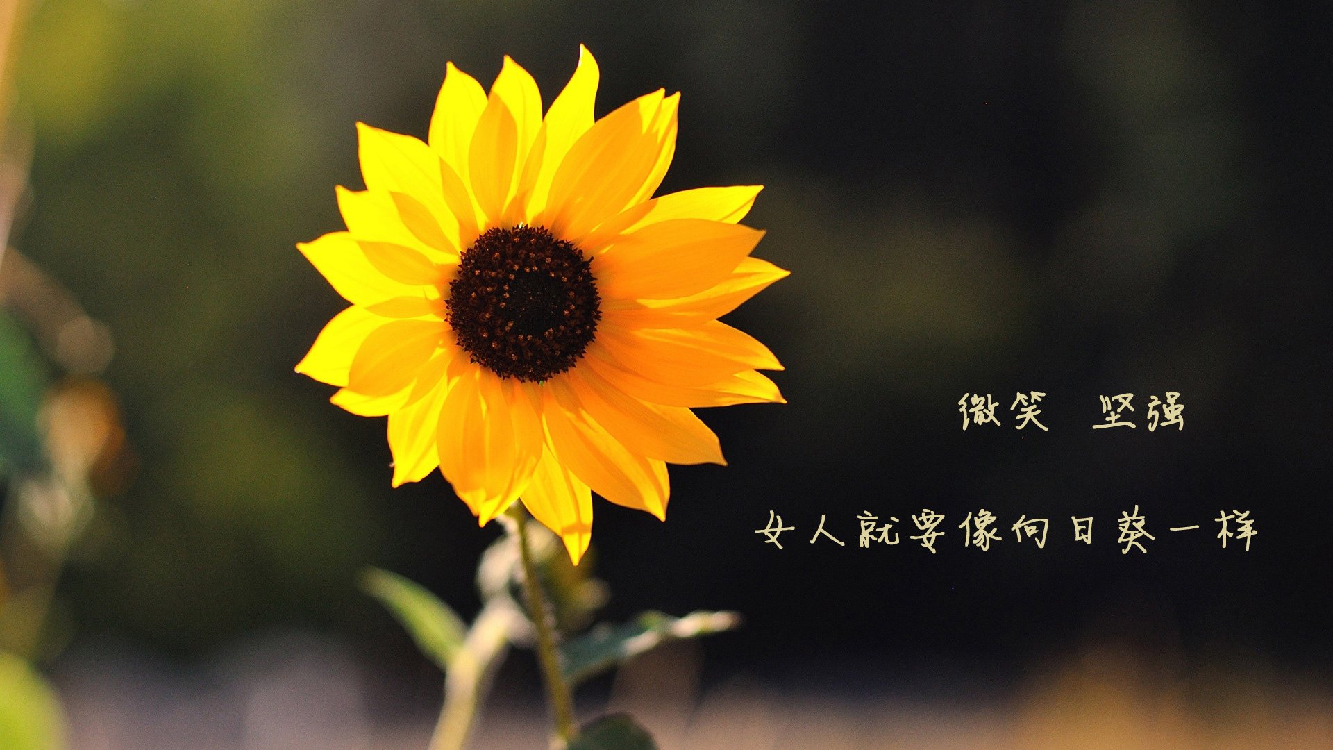 利物浦在欧冠赛场势如破竹，目标再登巅峰