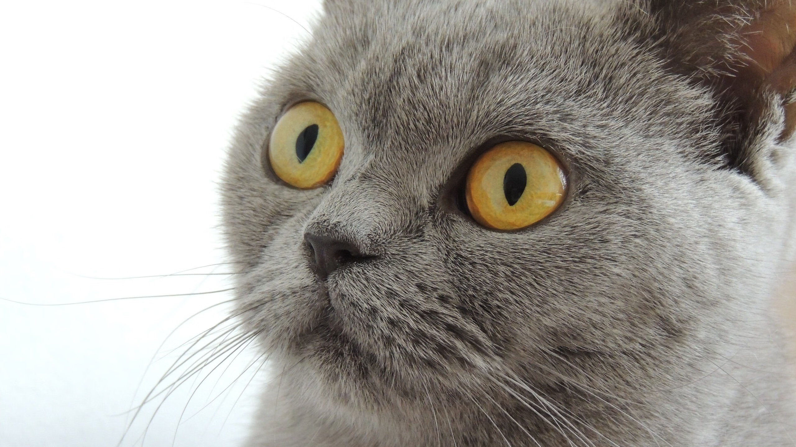 卡萨斯泳姿流畅动作完美，卡萨斯弱什么